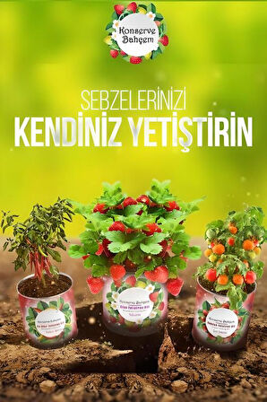 Konserve Bahçem Evde Konservede Sakız Kabak Yetiştirme Kiti