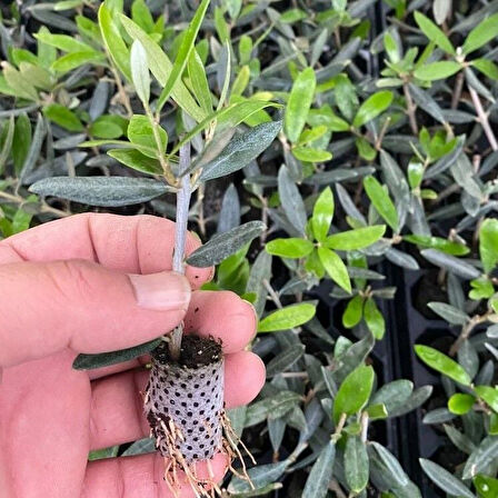 Nikah Düğün Organizasyon İçin Hediyelik Potta Bodur Zeytin Fidanı (10 adet)