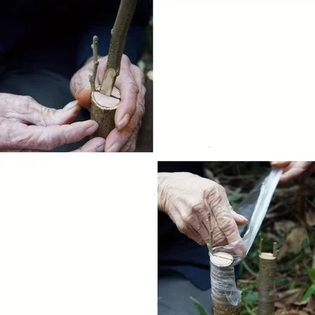 5 Cm Aşı Streçi 200 Metre - Profesyonel Fidan Ve Ağaç Aşı Bandı (Yüksek Esnek)