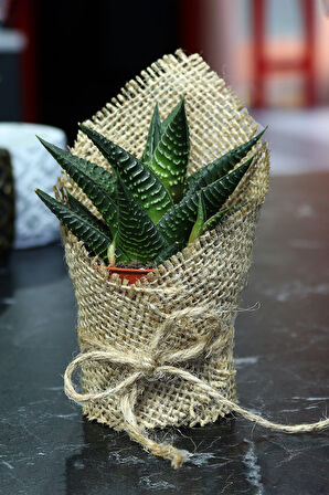 Turuncu Fincan & Bubble Mum & Eyüp Sabri Tuncer Kolonya &Sukulent & Beta Tea Bitki Çayı Hediye Seti