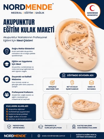 Mey İthalat®  Akupunktur Eğitim Kulak Maketi Auriküloterapi Nokta Gösterim Anatomik Eğitim Modeli
