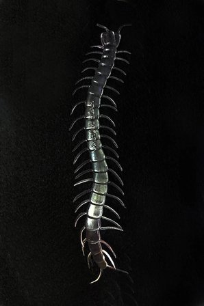 Mey İthalat® Şeffaf Renk Karanlıkta Parlayan Fosforlu Kırkayak 13 cm 1 Adet
