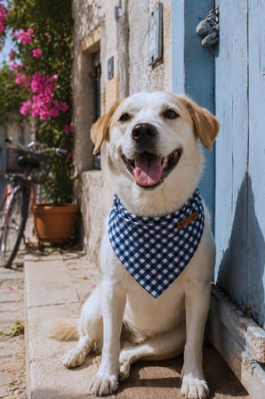 Kedi-Köpek Fuları, Hafif Kumaş, El Yapımı, Tüm Irklar İçin İdeal, Lacivert Pötikareli Kedi/Köpek Fuları