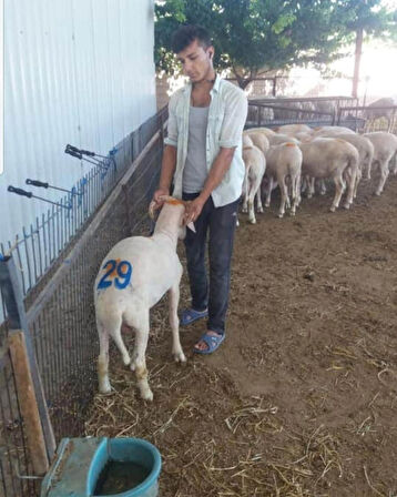 Hayvan Numara İşaretleme Damga Seti