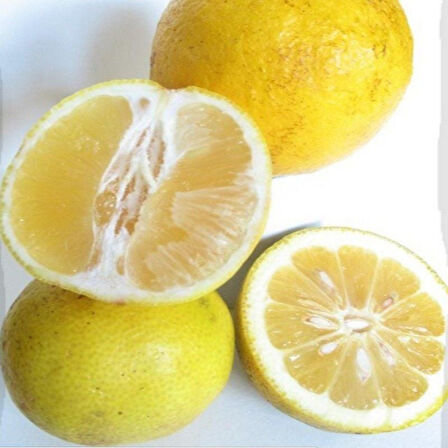 Tüplü Kokulu Nadir Bitki Bitki Tatlı Limon Şeker Limon Fidanı Seneye Meyve Verir