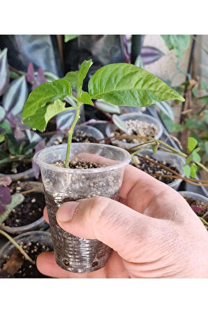 Koleksiyonluk Dünyanın En Acı Biberi Fidesi Pepper X, PET Bardakta Mini Fide,  Balkon Terasa Uygun