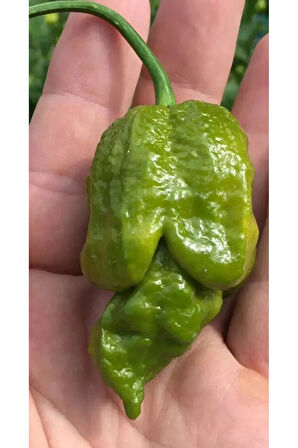 Koleksiyonluk Dünyanın En Acı Biberi Fidesi Pepper X, PET Bardakta Mini Fide,  Balkon Terasa Uygun