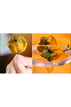 Koleksiyonluk Dünyanın En Acı Biberi Fidesi Pepper X, PET Bardakta Mini Fide,  Balkon Terasa Uygun