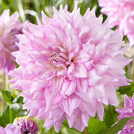 Büyük Çiçekli Almonds Joy  İri Çiçekli Dahlia Yumrusu (1 adet)