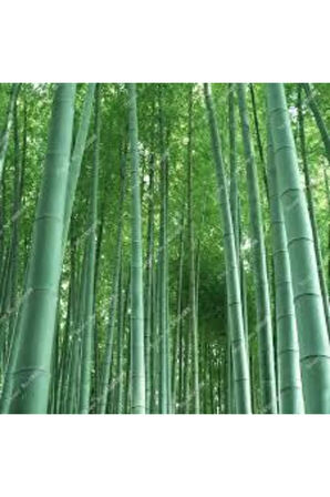 5 Adet Yeşil Bambu Ağaç Tohumu Orjinal Moso Bambu Tohumu Saksı Toprak Sürpriz Hediye Sebze Tohumu