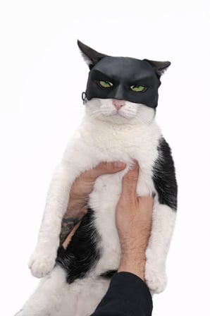 Kedi & Küçük Evcil Hayvanlar İçin Siyah Maske | Dekoratif Eğlenceli Fotoğraf Maskesi | Hafif