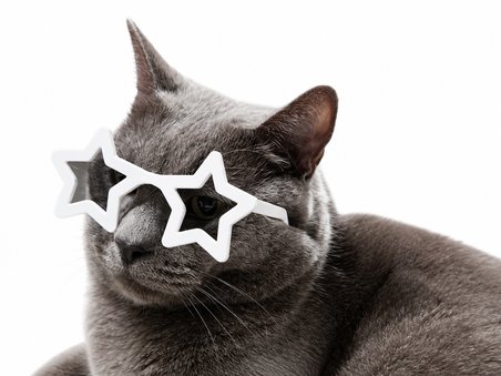 ✨ Kedi Gözlük Seti 3’lü | Renk Seçenekli Eğlenceli Kedi Aksesuarı | Sert Plastik