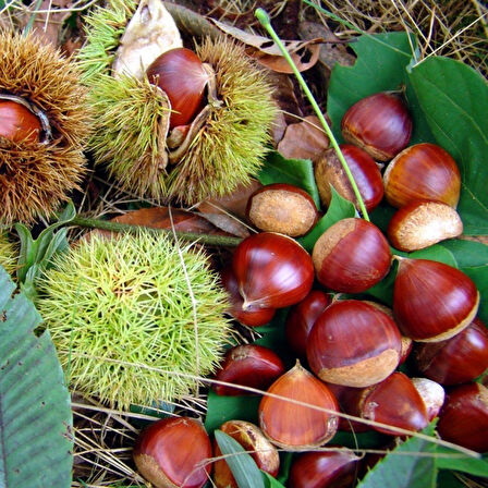 Tüplü Yüksek Aromalı Aşılı Sarı Aşılama Kestane Fidanı
