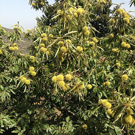 Tüplü Yüksek Aromalı Aşılı Sarı Aşılama Kestane Fidanı