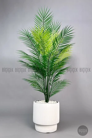 AREKA AĞACI 24 YAPRAKLI 120-130 CM
