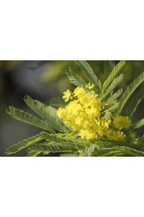 Mimosa Pudica Küstüm Çiçeği Fidanı 10-20 cm
