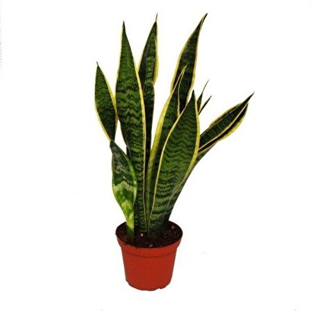 Saksılı ( Kenarı Sarı Çizgili Yeşil Paşa Kılıcı ( 12 lik Saksıda )( Sansevieria Trifasciata )