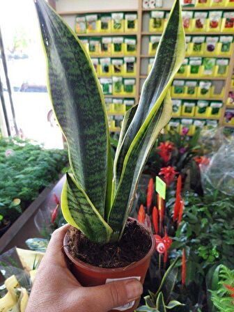 Saksılı ( Kenarı Sarı Çizgili Yeşil Paşa Kılıcı ( 12 lik Saksıda )( Sansevieria Trifasciata )