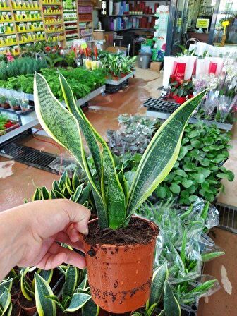 Saksılı ( Kenarı Sarı Çizgili Yeşil Paşa Kılıcı ( 12 lik Saksıda )( Sansevieria Trifasciata )