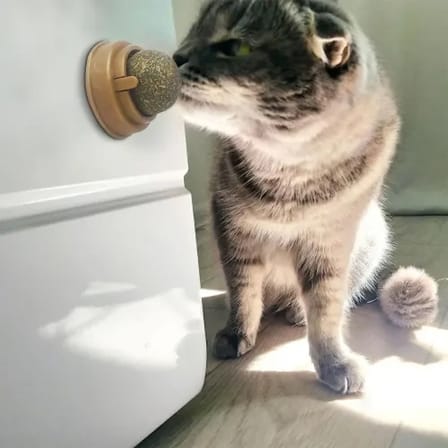 Kedi Nanesi Oyun Topu