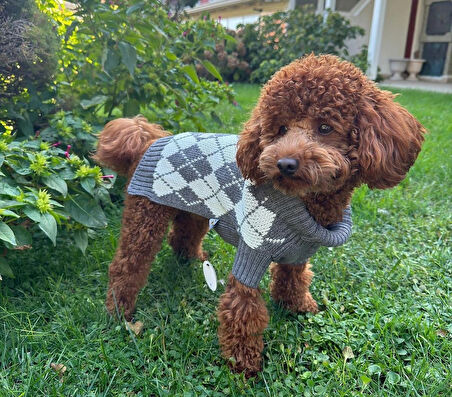 Miniş Gri Baklavalı Küçük Köpek Kazağı