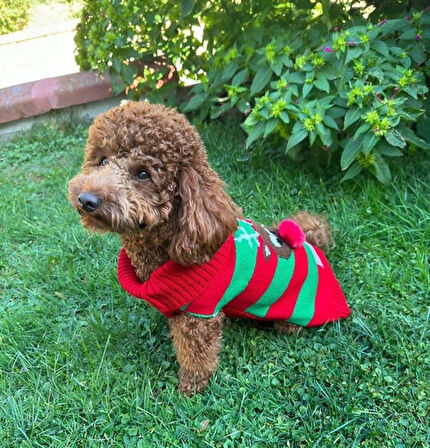 Miniş Kırmızı Xmas Deer Küçük Köpek Kazağı