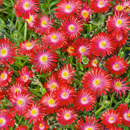 Yayılıcı Sarkıcı Delasporma Red  Buz Çiçeği Fidesi (2 Adet)