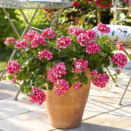 Sarkan Grandeur İvy Arctic Scarlet  Sakız Sardunya Fidesi (1 adet)