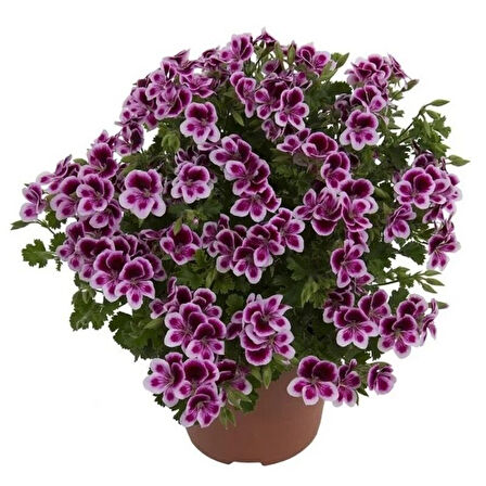 Melek Gözü Sarkıcı PAC Angeleyes Burgundy Sardunya Canan Çiçeği Fidesi (1 adet)