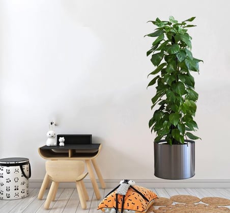 Bezos Saksılı Bitki Tasarımlı Yapışkanlı Sticker Resim 90*30 cm MC-665 NHR