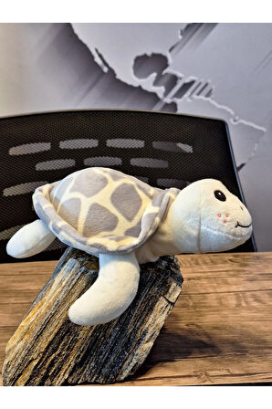 Caretta caretta Kaplumbağa Küçük