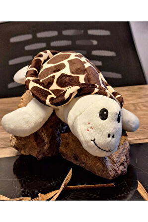 Caretta caretta Kaplumbağa Küçük