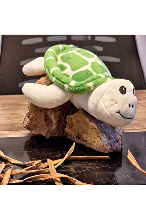 Caretta caretta Kaplumbağa Küçük