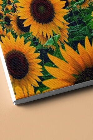 Sayılarla Boyama Seti Kasnaklı Günebakan Tarlası 50 X 65 Cm