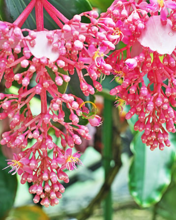 Medinilla Magnifica Bitkisi (Filipin Gülü / Egzotik Pembe Çiçek)