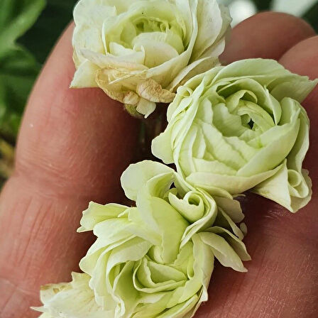 Koleksiyonluk Nadir Midori Gül  Sardunya Çiçeği Fidesi (1 Adet)