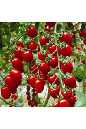50 Adet Kiraz Domates Tohumu