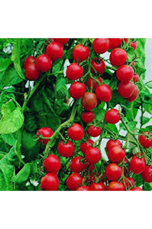 50 Adet Kiraz Domates Tohumu