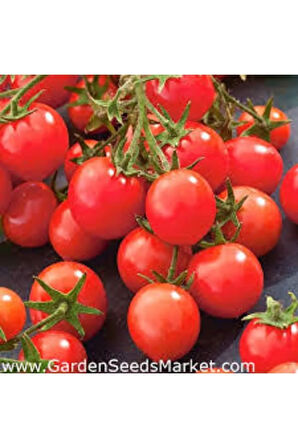 50 Adet Kiraz Domates Tohumu