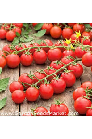 50 Adet Kiraz Domates Tohumu