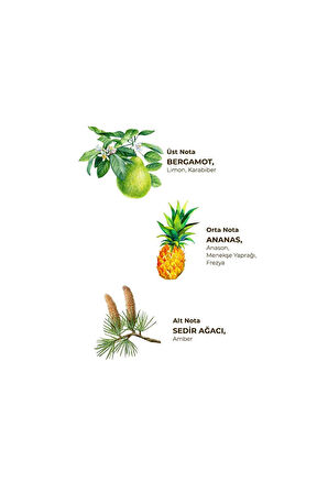 Okyanus Kolonyası 400 ml - Pet Şişe