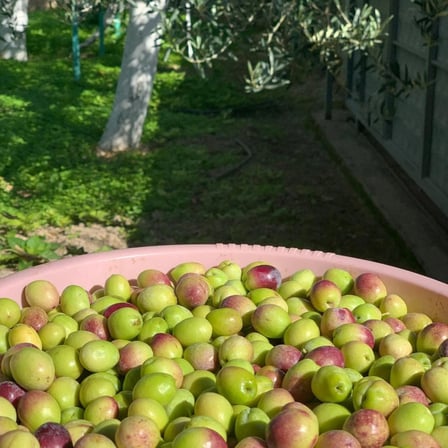 Neshil Ayvalık Cinsi Kırmalık Ham Yeşil Zeytin 10 Kg