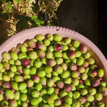 Neshil Ayvalık Cinsi Kırmalık Ham Yeşil Zeytin 10 Kg