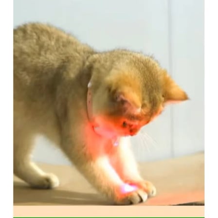 Özel Seri Hareketli Kedi Arkadaş Hediyesi Aktivite Gereci Otomatik Lazer Oyun Tasması