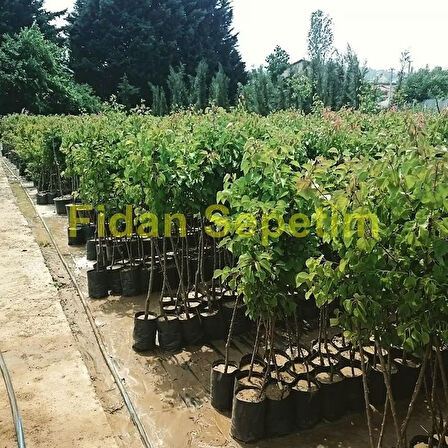 3 Yaş Aşılı Galaxy Gala Elma Fidanı