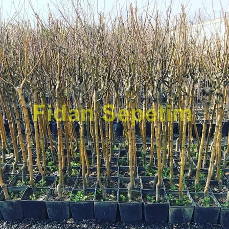 3 Yaş Aşılı Galaxy Gala Elma Fidanı *Yarı Bodur*