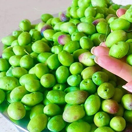 Yüksek Aromalı Susuzluğa Dayanıklı Sofralık Yağlık İri Melkabazi Zeytin Fidanı (10-20 cm)