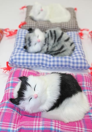 Karg Yastıkta Uyuyan Kedi Sesli Alk24 Najmaddin