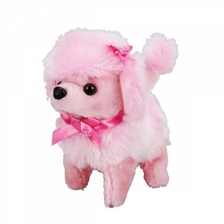 Sevimli Köpek Poodle Najmaddin