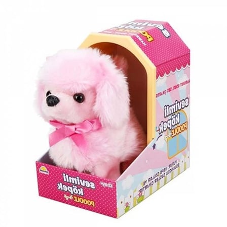 Sevimli Köpek Poodle Najmaddin